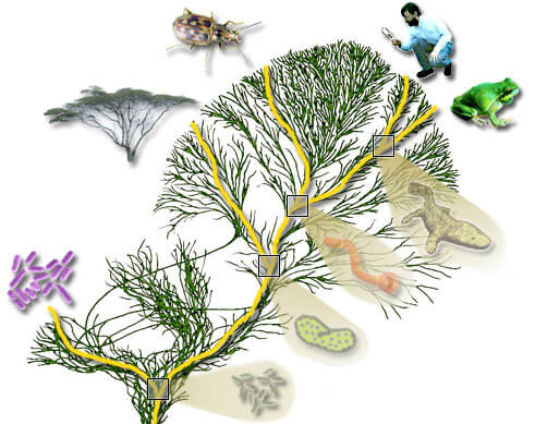 "Uppstigande genens grenverk..haplogrupp, fylogenetisk glödpunkt, …en kulle, ett avklätt träd". Lars Anderssons djärva bildspråk